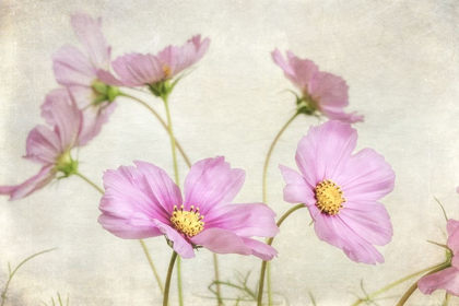 Picture of PINK COSMOS II