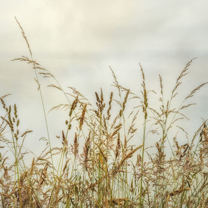 Picture of BLUFF GRASS I