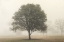 Picture of TREES IN THE FOG I