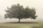 Picture of TREES IN THE FOG II