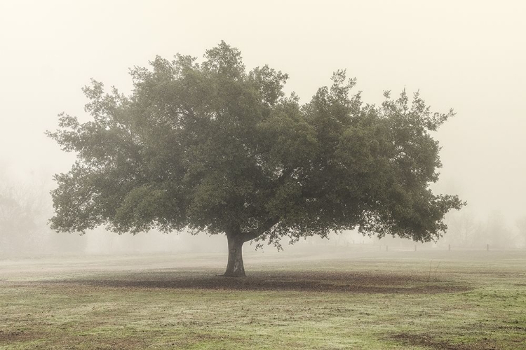 Picture of TREES IN THE FOG II