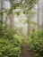 Picture of SUMMER FOREST I