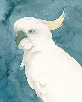 Picture of COCKATOO PORTRAIT II