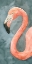 Picture of FLAMINGO STUDY II