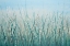 Picture of TALL GRASS I