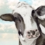 Picture of PORTRAIT OF A COW II