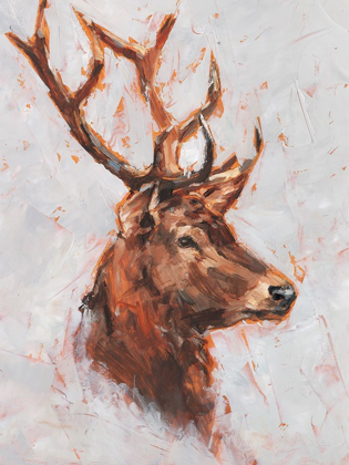 Picture of STAG STUDY II
