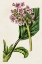 Picture of ANTIQUE FLORAL FOLIO III