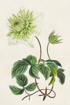 Picture of ANTIQUE FLORAL FOLIO VIII