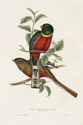 Picture of ELEGANT TROGONS I