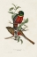 Picture of ELEGANT TROGONS I