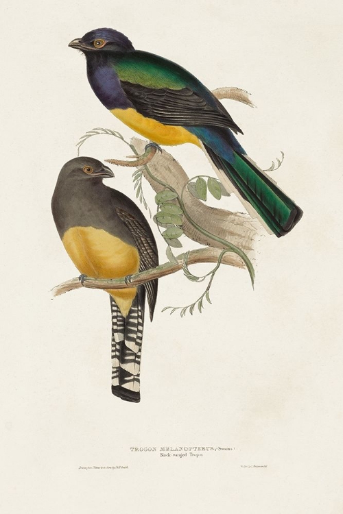 Picture of ELEGANT TROGONS III