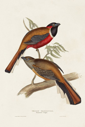 Picture of ELEGANT TROGONS IV