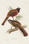 Picture of ELEGANT TROGONS IV