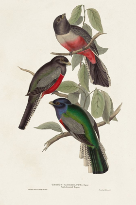 Picture of ELEGANT TROGONS V