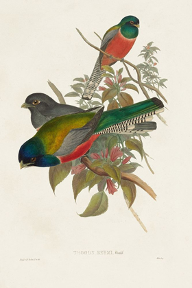 Picture of ELEGANT TROGONS VII