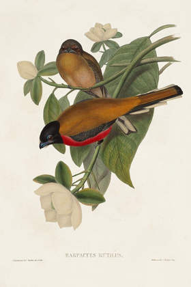 Picture of ELEGANT TROGONS VIII