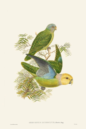 Picture of LIME AND CERULEAN PARROTS I