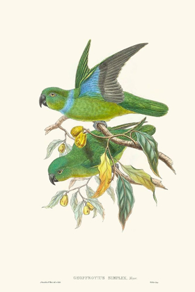 Picture of LIME AND CERULEAN PARROTS II