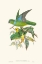 Picture of LIME AND CERULEAN PARROTS II