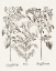 Picture of SEPIA BESLER BOTANICALS I