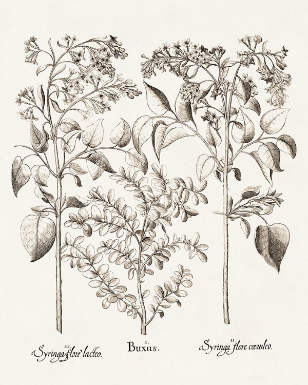 Picture of SEPIA BESLER BOTANICALS I