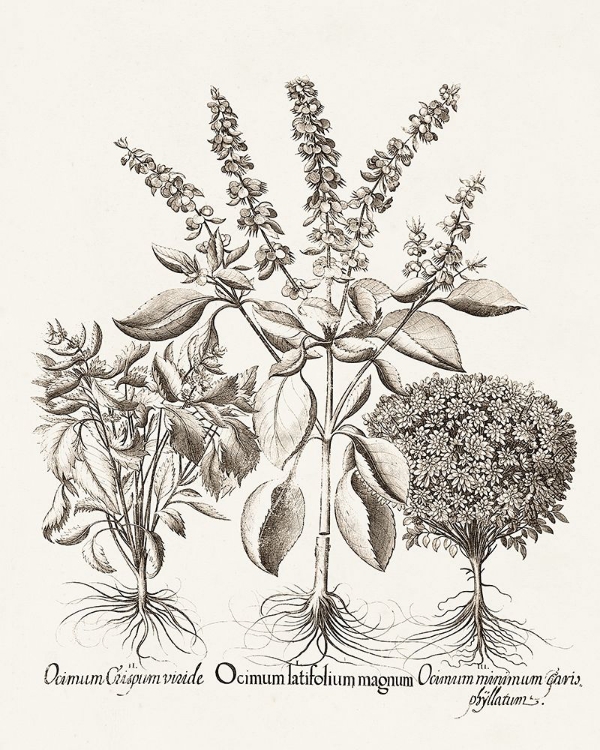 Picture of SEPIA BESLER BOTANICALS II