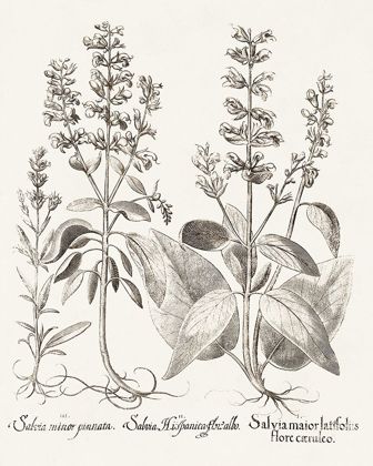 Picture of SEPIA BESLER BOTANICALS III