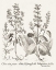 Picture of SEPIA BESLER BOTANICALS III