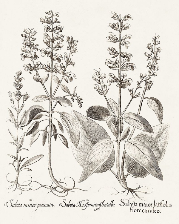 Picture of SEPIA BESLER BOTANICALS III