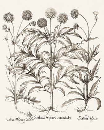 Picture of SEPIA BESLER BOTANICALS IV