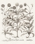 Picture of SEPIA BESLER BOTANICALS IV