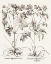 Picture of SEPIA BESLER BOTANICALS V