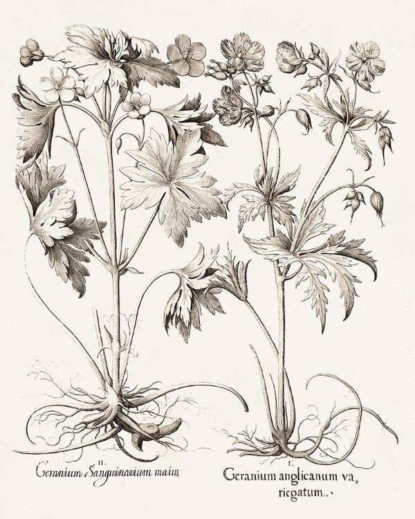 Picture of SEPIA BESLER BOTANICALS V