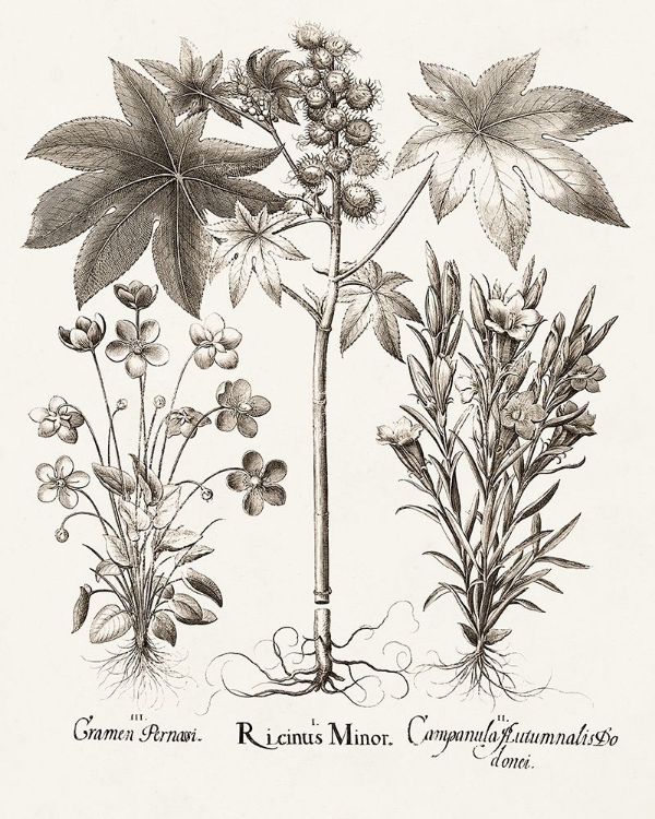 Picture of SEPIA BESLER BOTANICALS VI