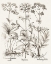 Picture of SEPIA BESLER BOTANICALS VII