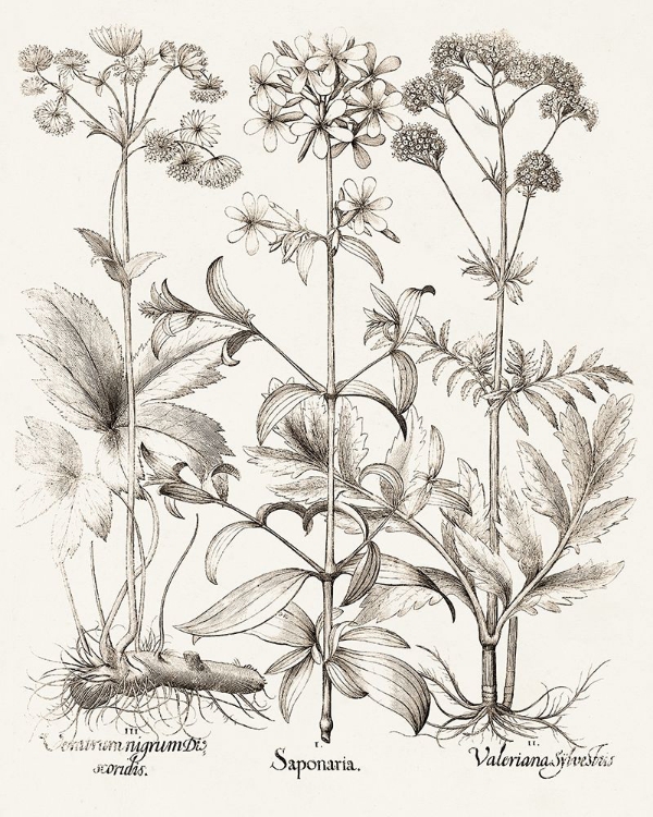 Picture of SEPIA BESLER BOTANICALS VII