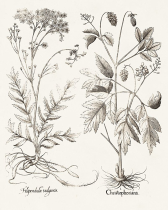 Picture of SEPIA BESLER BOTANICALS VIII