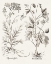 Picture of SEPIA BESLER BOTANICALS VIII