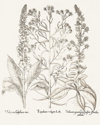 Picture of SEPIA BESLER BOTANICALS IX