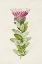 Picture of PRETTY PINK BOTANICALS IV