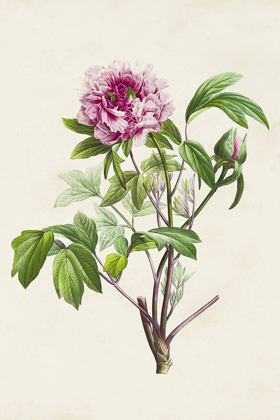 Picture of PRETTY PINK BOTANICALS V