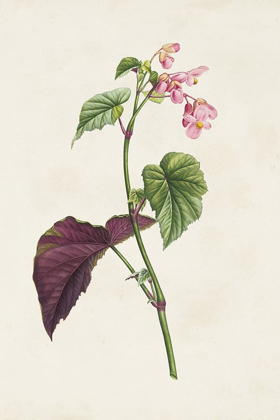 Picture of PRETTY PINK BOTANICALS VI