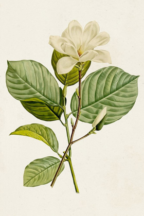Picture of MAGNOLIA FLOWERS I