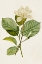 Picture of MAGNOLIA FLOWERS I