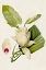 Picture of MAGNOLIA FLOWERS II