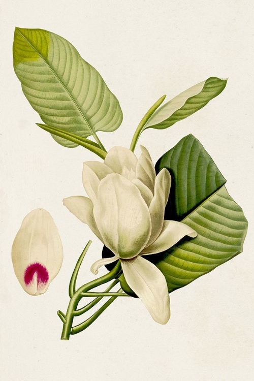 Picture of MAGNOLIA FLOWERS II