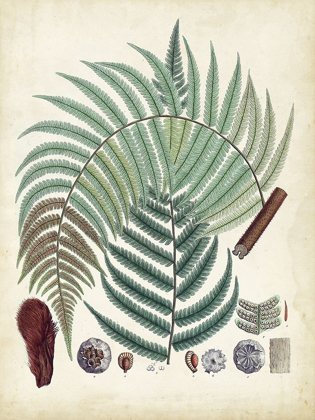 Picture of COLLECTED FERNS I
