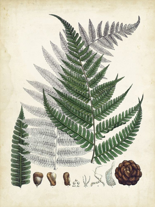 Picture of COLLECTED FERNS II