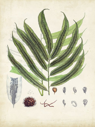 Picture of COLLECTED FERNS III